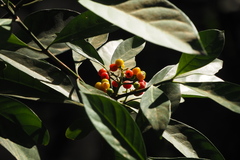 Psychotria asiatica