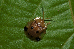 Basiprionota sexmaculata