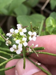 Nasturtium officinale