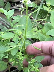 Nasturtium officinale