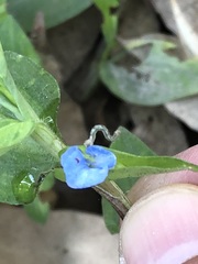 Commelina
