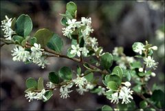 Nematolepis frondosa