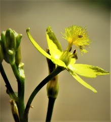 Bulbine semibarbata