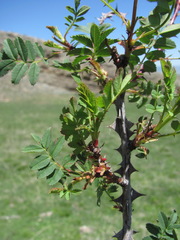 Rosa elasmacantha