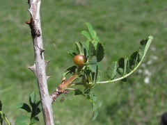 Rosa elasmacantha