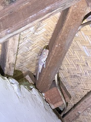 Gekko gecko