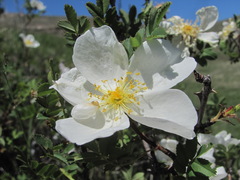 Rosa elasmacantha