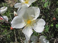 Rosa elasmacantha