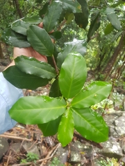 Corynocarpus rupestris