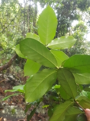 Corynocarpus rupestris