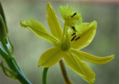 Bulbine semibarbata
