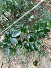 Ilex maximowicziana