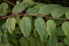 Callicarpa