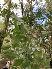 Ilex maximowicziana