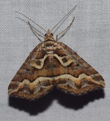 Melitulias graphicata