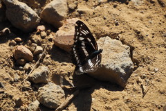Limenitis sulpitia