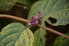 Callicarpa