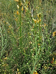 Bulbine semibarbata