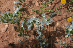 Limonium lobatum