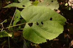Clerodendrum bungei