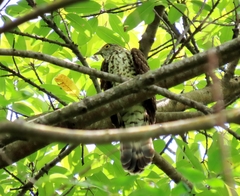 Hierococcyx sparverioides