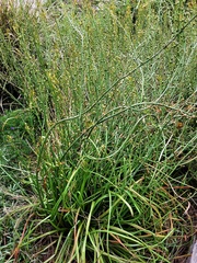 Bulbine semibarbata