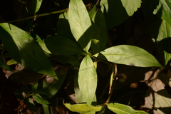 Magnoliopsida