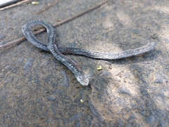 Gymnophiona
