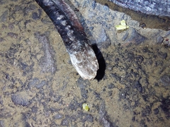 Gymnophiona