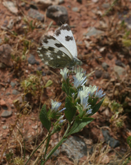 Limonium lobatum