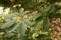 Elaeocarpus japonicus