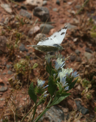 Limonium lobatum
