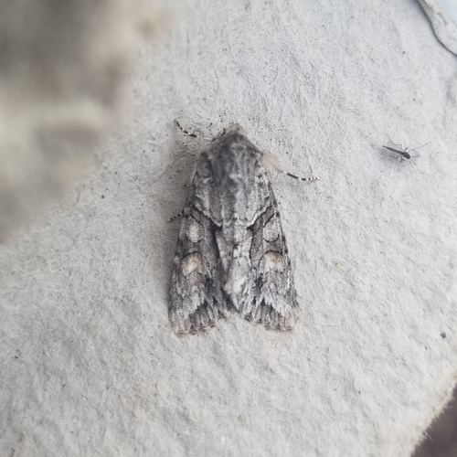 Achatia distincta