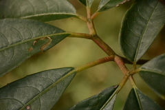 Elaeocarpus japonicus