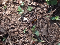 Dasymutilla munifica