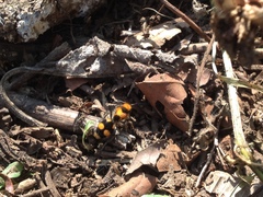 Dasymutilla munifica