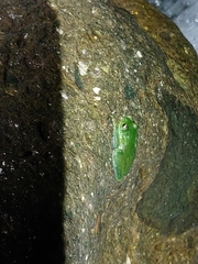 Sachatamia albomaculata