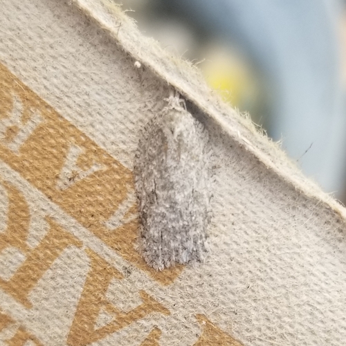 Black-lined Acleris photo 5