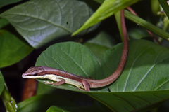 Takydromus sexlineatus