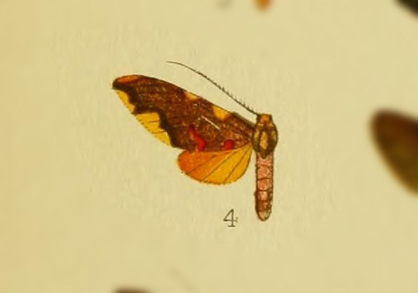 Hyponerita incerta