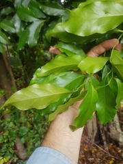 Cryptocarya bidwillii