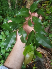 Cryptocarya bidwillii