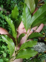 Cryptocarya bidwillii