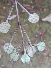 Coprosma spathulata
