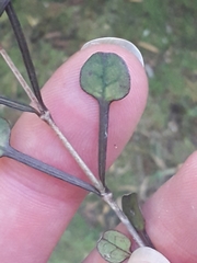 Coprosma spathulata
