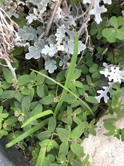 Euphorbia ophthalmica
