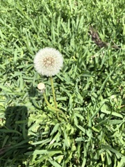 Taraxacum officinale