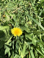 Taraxacum officinale