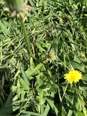 Taraxacum officinale