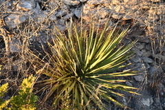 Yucca reverchonii